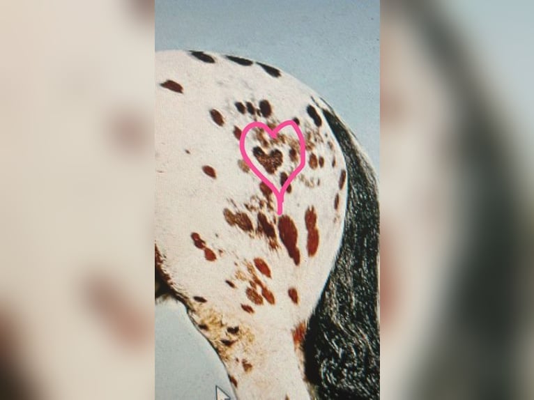 Appaloosa Caballo castrado 4 años 160 cm Castaño rojizo in Flemingsburg, KY