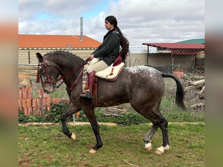 Appaloosa Caballo castrado 4 años 163 cm Castaño in Madrid