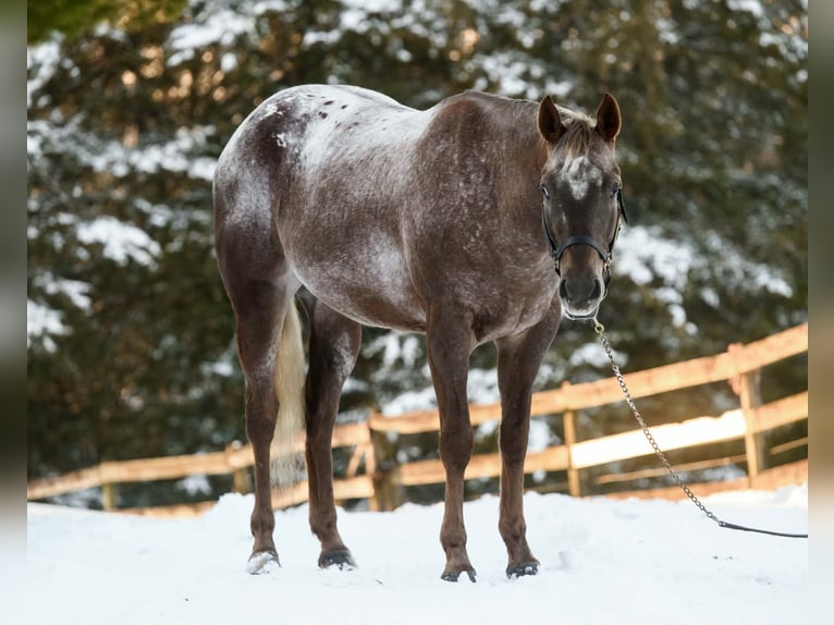 Appaloosa Caballo castrado 4 años 163 cm  in New Holland
