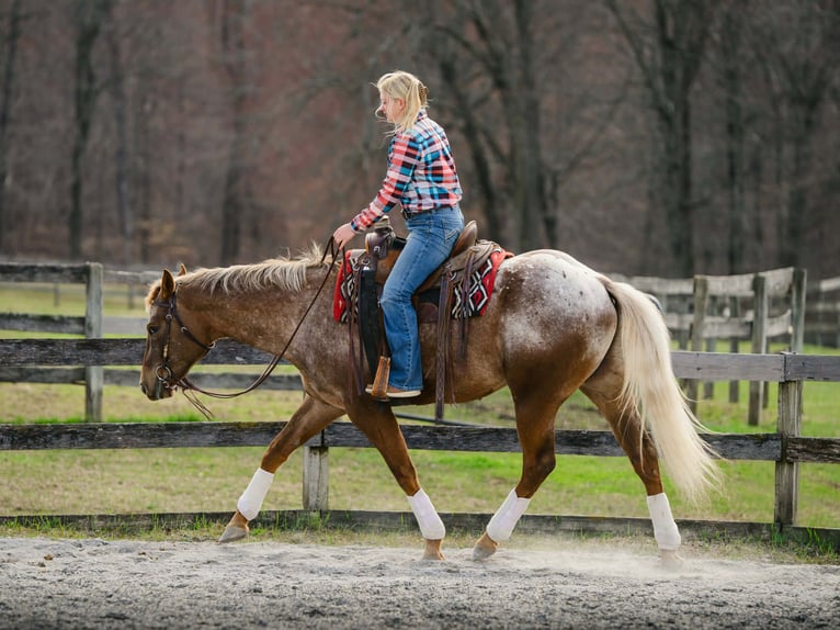Appaloosa Caballo castrado 4 años 163 cm  in New Holland