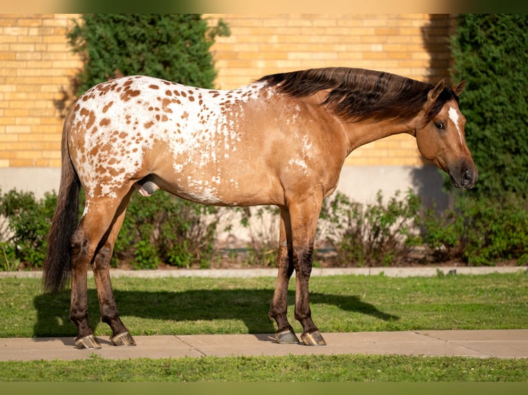 Appaloosa Caballo castrado 4 años Bayo in Miami