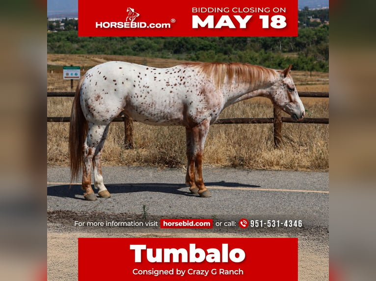 Appaloosa Caballo castrado 4 años Castaño in Norco