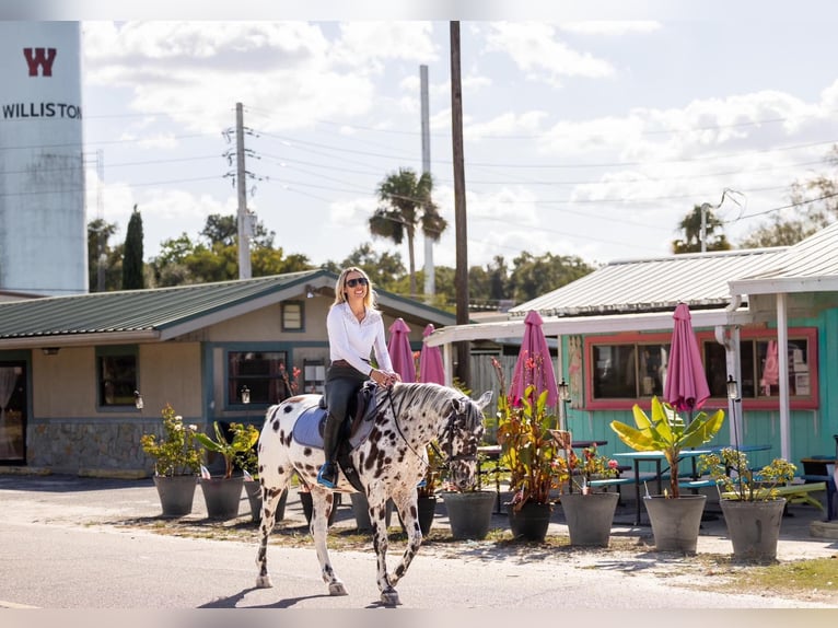 Appaloosa Caballo castrado 4 años  in Ocala