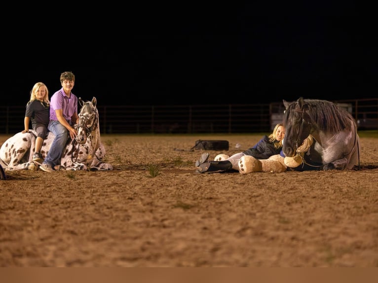 Appaloosa Caballo castrado 4 años  in Ocala