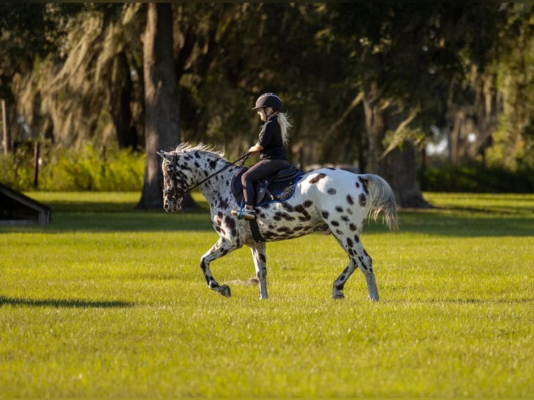 Appaloosa Caballo castrado 4 años  in Ocala