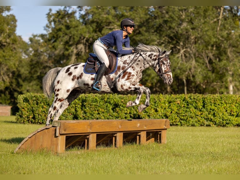 Appaloosa Caballo castrado 4 años  in Ocala