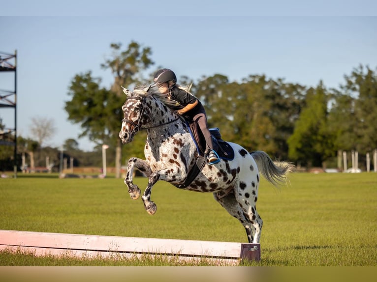 Appaloosa Caballo castrado 4 años  in Ocala