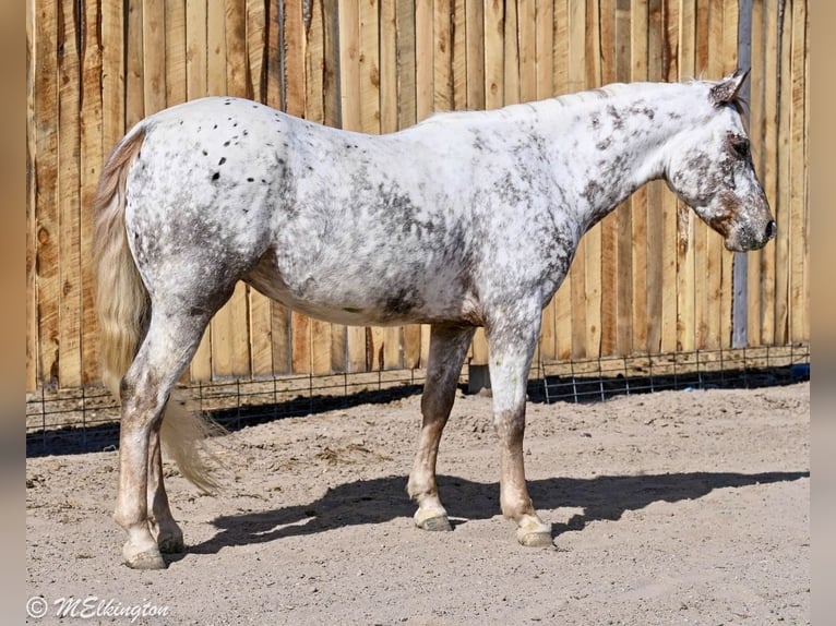 Appaloosa Caballo castrado 5 años 142 cm  in Rigby