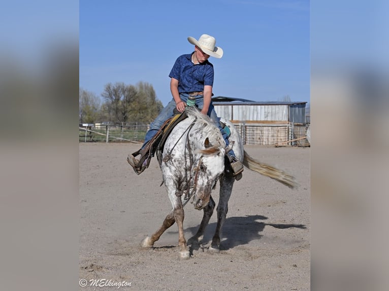 Appaloosa Caballo castrado 5 años 142 cm  in Rigby