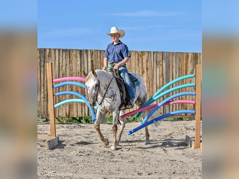 Appaloosa Caballo castrado 5 años 142 cm  in Rigby