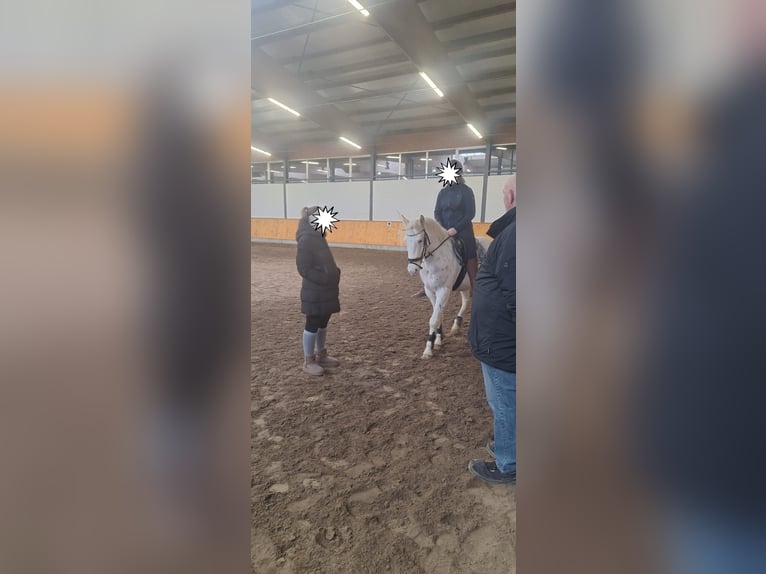 Appaloosa Caballo castrado 5 años 143 cm Atigrado/Moteado in Goch