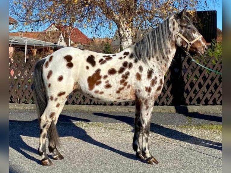 Appaloosa Mestizo Caballo castrado 5 años 144 cm Atigrado/Moteado in Nickelsdorf