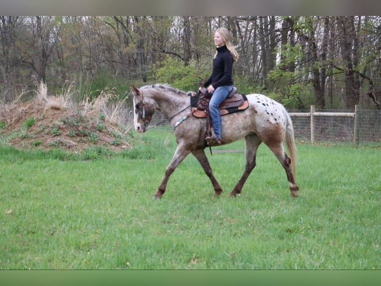 Appaloosa Caballo castrado 5 años 145 cm Castaño-ruano in Howell, MI