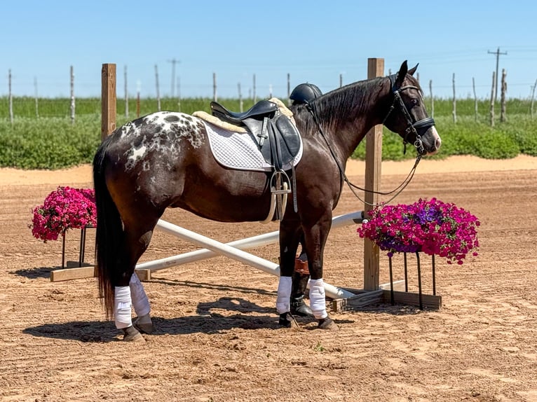 Appaloosa Caballo castrado 5 años 147 cm in Weatherford, TX