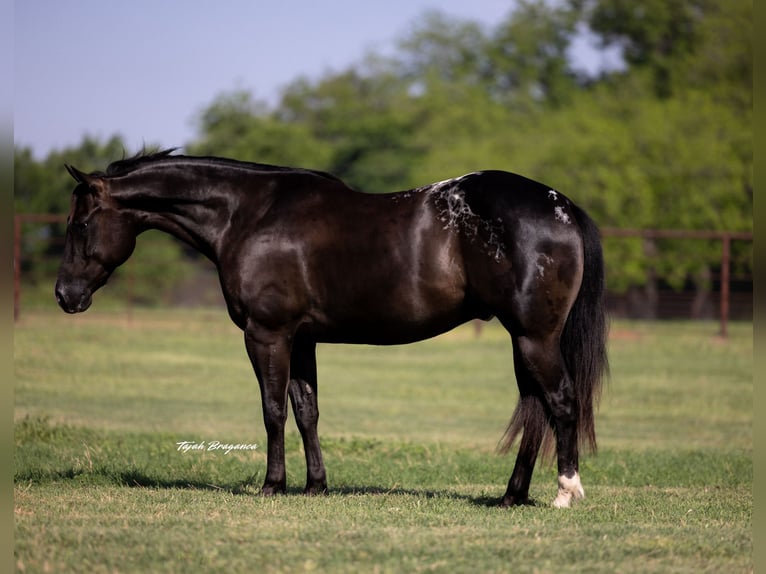 Appaloosa Caballo castrado 5 años 147 cm in Weatherford, TX