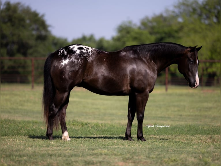 Appaloosa Caballo castrado 5 años 147 cm in Weatherford, TX