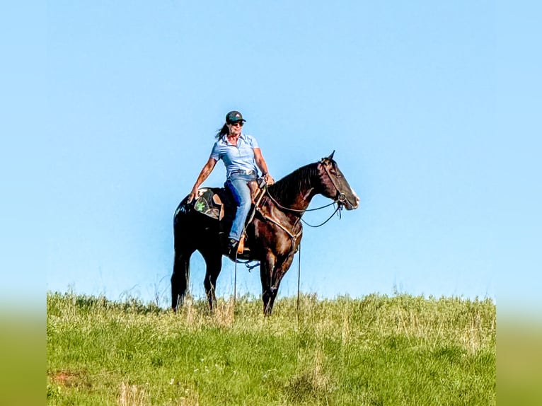 Appaloosa Caballo castrado 5 años 147 cm in Weatherford, TX