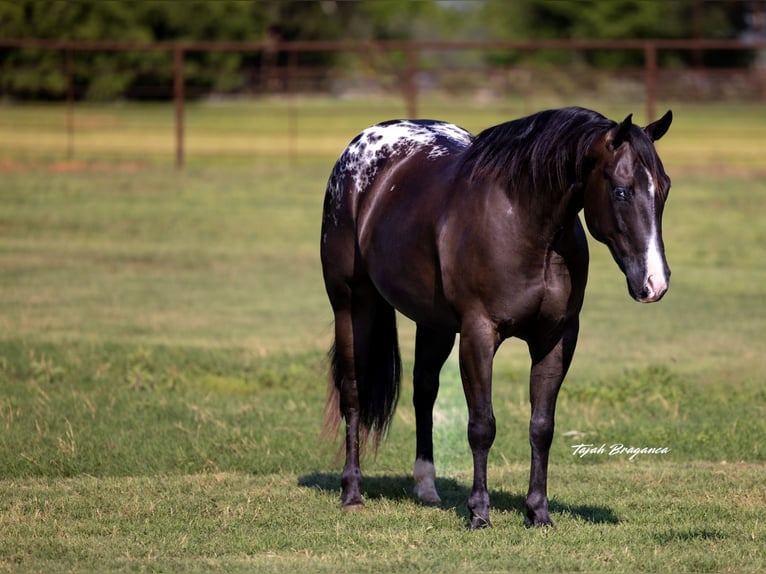 Appaloosa Caballo castrado 5 años 147 cm in Weatherford, TX