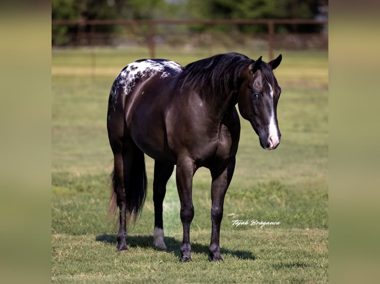 Appaloosa Caballo castrado 5 años 147 cm in Weatherford, TX