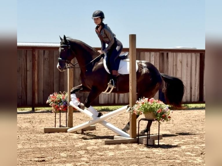 Appaloosa Caballo castrado 5 años 147 cm in Weatherford, TX