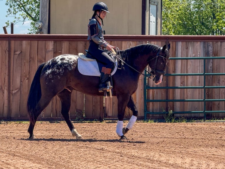 Appaloosa Caballo castrado 5 años 147 cm in Weatherford, TX
