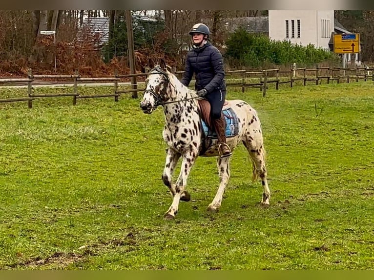 Appaloosa Caballo castrado 5 años 150 cm Atigrado/Moteado in Neustadt (Wied)