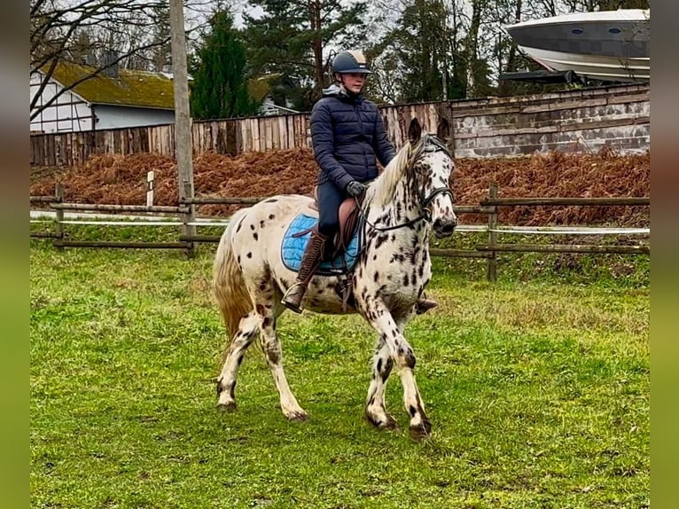 Appaloosa Caballo castrado 5 años 150 cm Atigrado/Moteado in Neustadt (Wied)