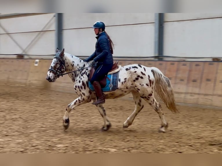 Appaloosa Caballo castrado 5 años 150 cm Atigrado/Moteado in Neustadt (Wied)