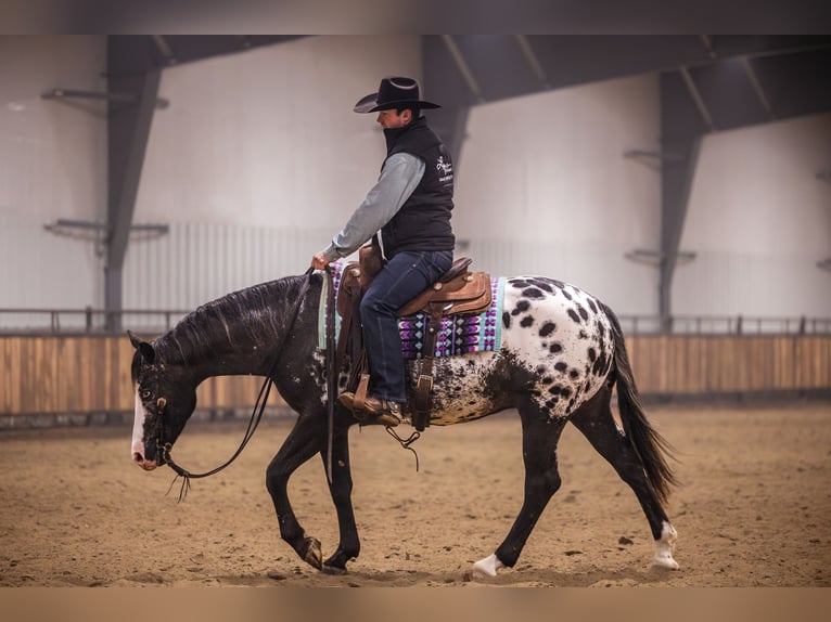 Appaloosa Caballo castrado 5 años 150 cm Atigrado/Moteado in Canistota