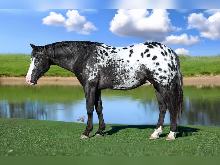 Appaloosa Caballo castrado 5 años 150 cm Atigrado/Moteado in Canistota