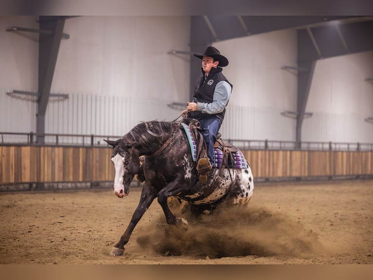 Appaloosa Caballo castrado 5 años 150 cm Atigrado/Moteado in Canistota