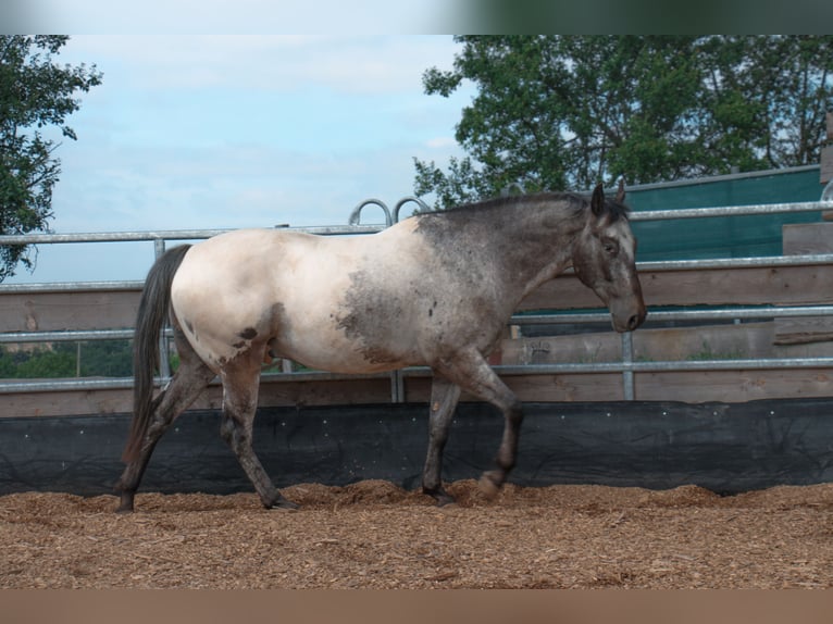 Appaloosa Caballo castrado 5 años 150 cm Castaño in Bad Ems