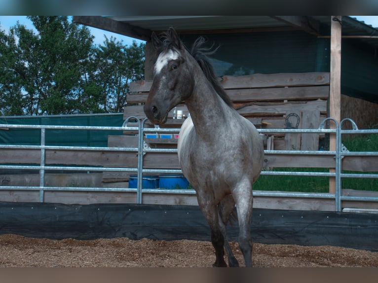 Appaloosa Caballo castrado 5 años 150 cm Castaño in Bad Ems