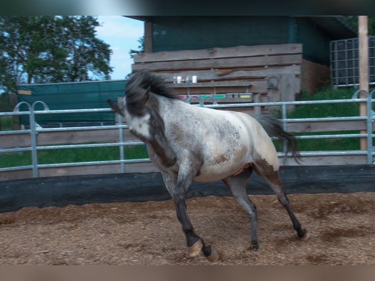 Appaloosa Caballo castrado 5 años 150 cm Castaño in Bad Ems