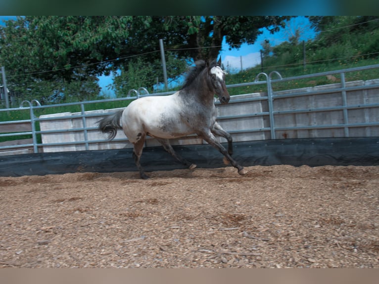 Appaloosa Caballo castrado 5 años 150 cm Castaño in Bad Ems