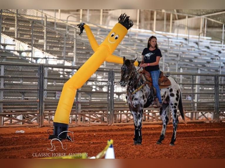 Appaloosa Caballo castrado 5 años 152 cm Atigrado/Moteado in Fort Pierce, FL