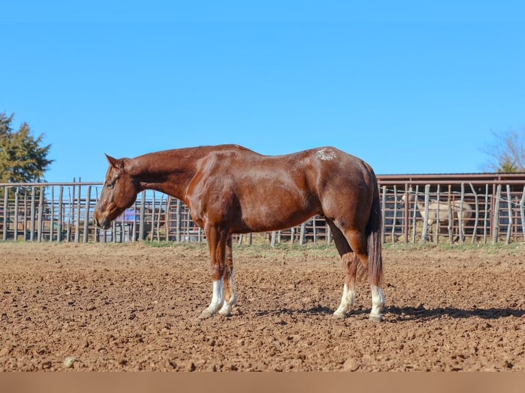 Appaloosa Caballo castrado 5 años 152 cm  in Ripley