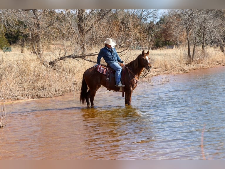 Appaloosa Caballo castrado 5 años 152 cm  in Ripley