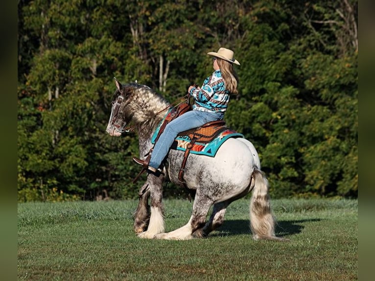 Appaloosa Caballo castrado 5 años 152 cm Ruano alazán in Mount Vernon KY