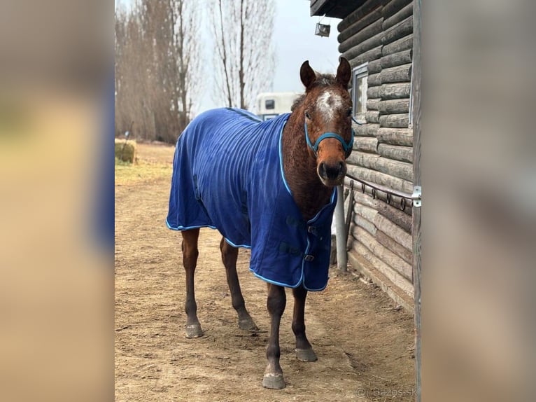 Appaloosa Caballo castrado 5 años 153 cm Castaño rojizo in Tesedikovo