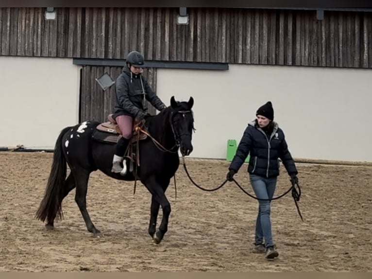 Appaloosa Caballo castrado 5 años 153 cm Negro in Daleiden