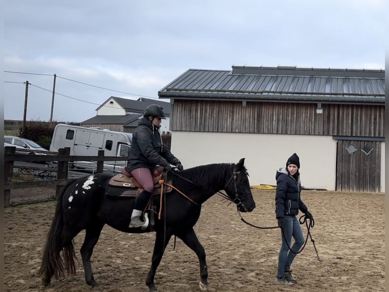 Appaloosa Caballo castrado 5 años 153 cm Negro in Daleiden