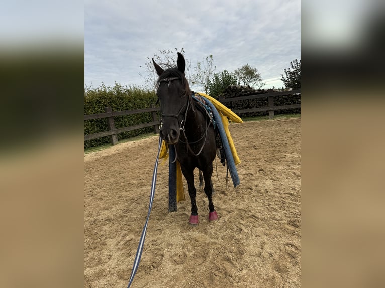 Appaloosa Caballo castrado 5 años 153 cm Negro in Daleiden