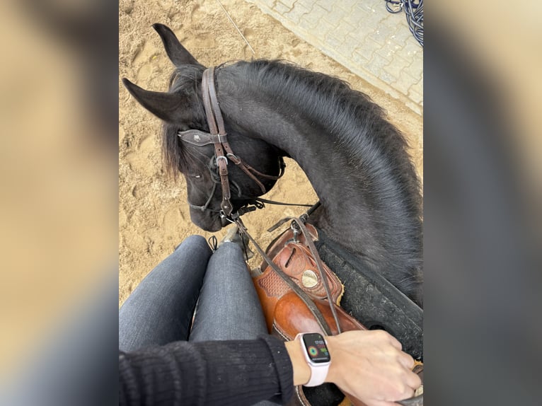 Appaloosa Caballo castrado 5 años 153 cm Negro in Daleiden