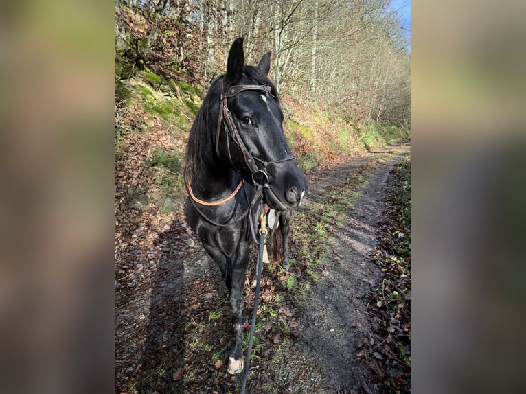 Appaloosa Caballo castrado 5 años 153 cm Negro in Daleiden