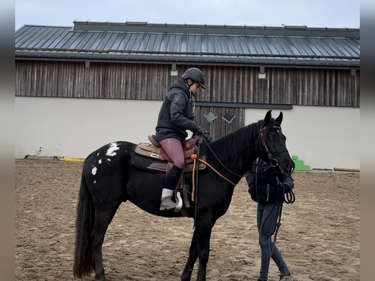 Appaloosa Caballo castrado 5 años 153 cm Negro in Daleiden