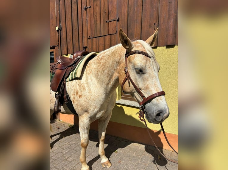 Appaloosa Caballo castrado 5 años 153 cm Palomino in Leutersdorf
