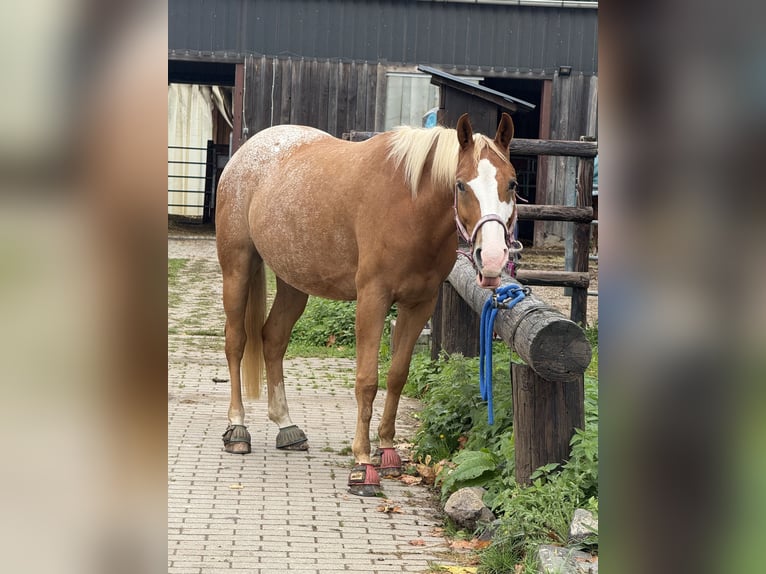 Appaloosa Caballo castrado 5 años 153 cm in Greifenstein