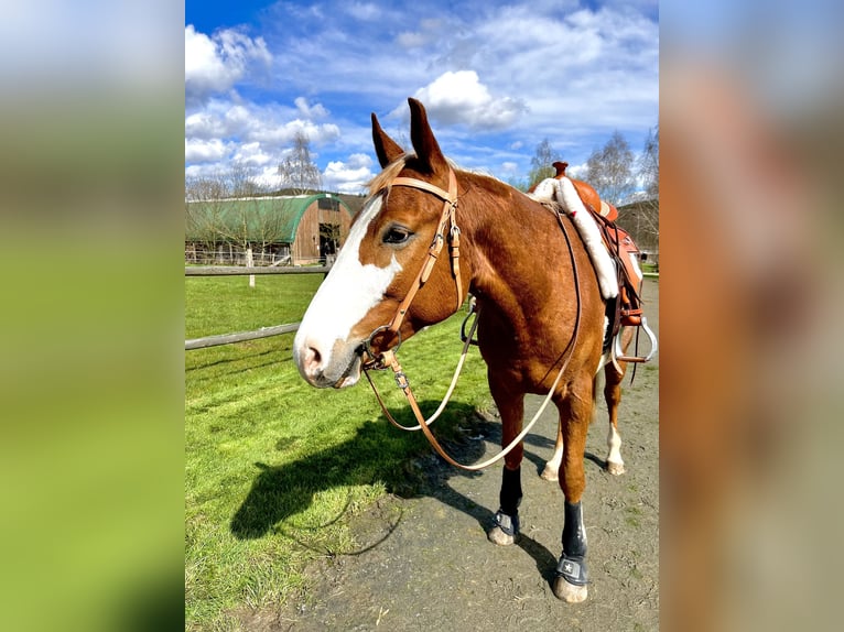 Appaloosa Caballo castrado 5 años 153 cm in Greifenstein