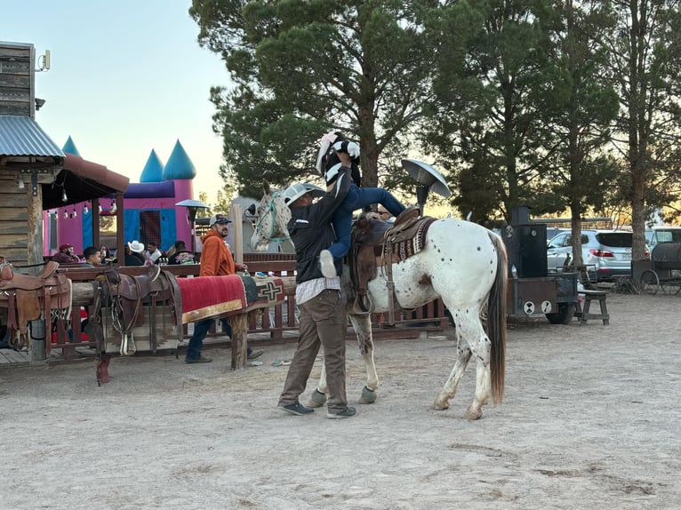 Appaloosa Caballo castrado 5 años 155 cm Alazán-tostado in El Paso TX